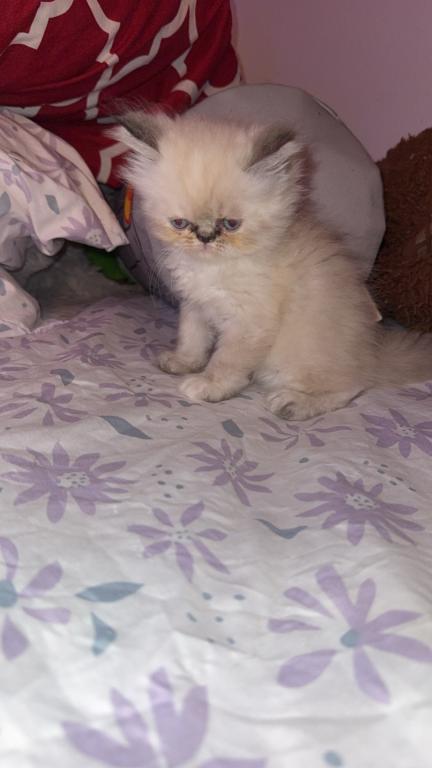 Persian Babies Available photo 82