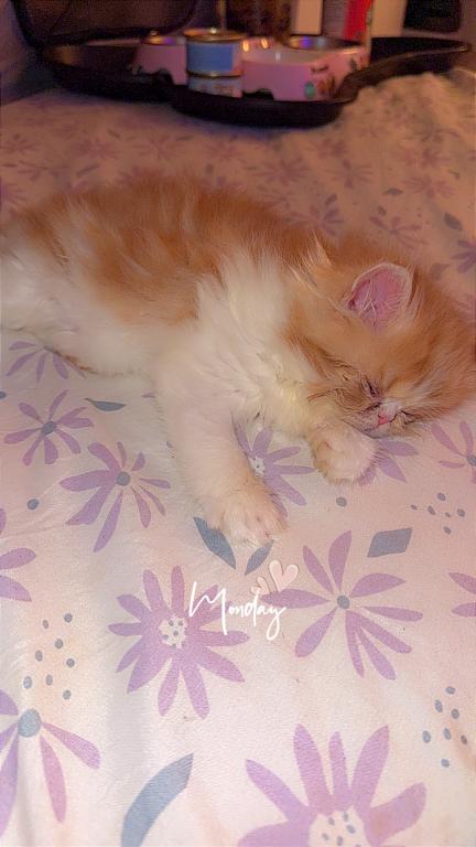 Persian Babies Available photo 110
