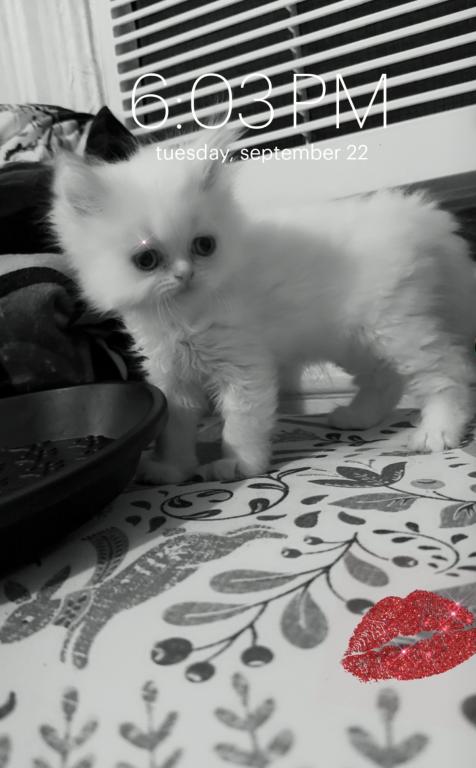 Persian Babies Available photo 18