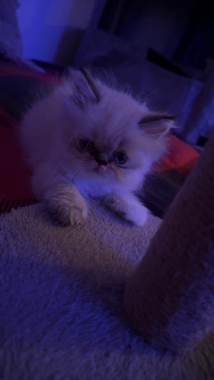Persian Babies Available photo 118