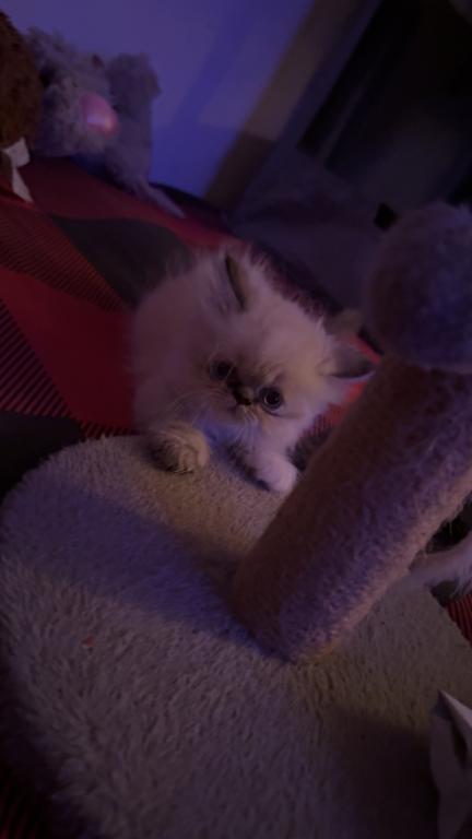 Persian Babies Available photo 95