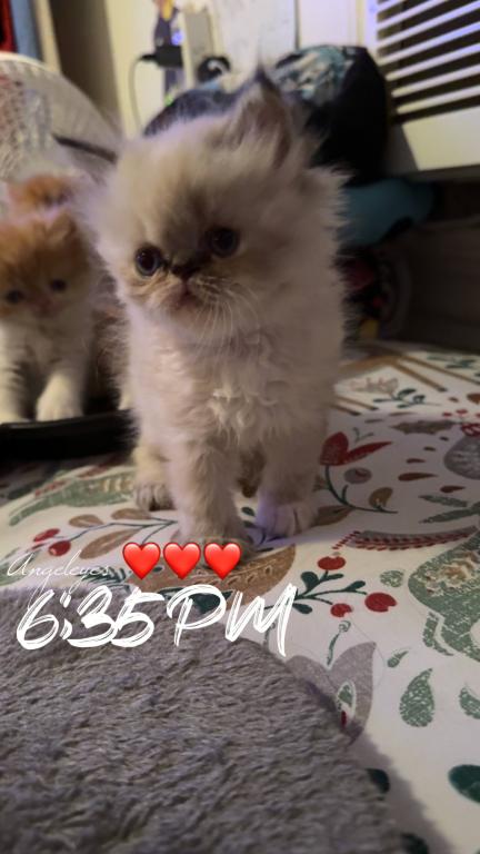 Persian Babies Available photo 56