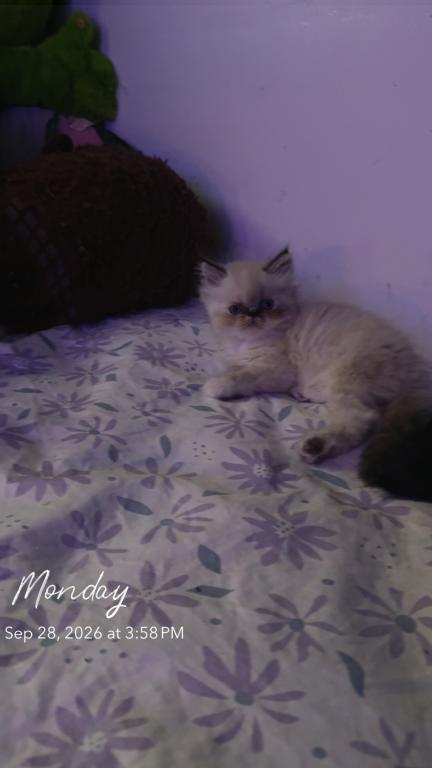 Persian Babies Available photo 68