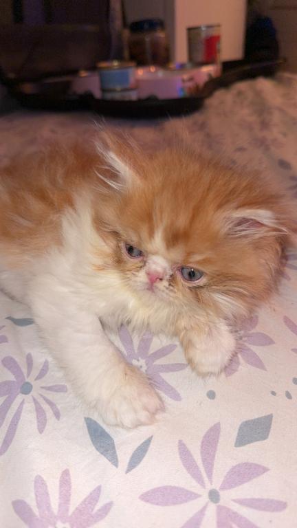 Persian Babies Available photo 107