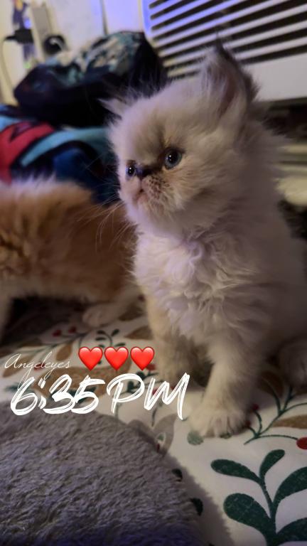 Persian Babies Available photo 54