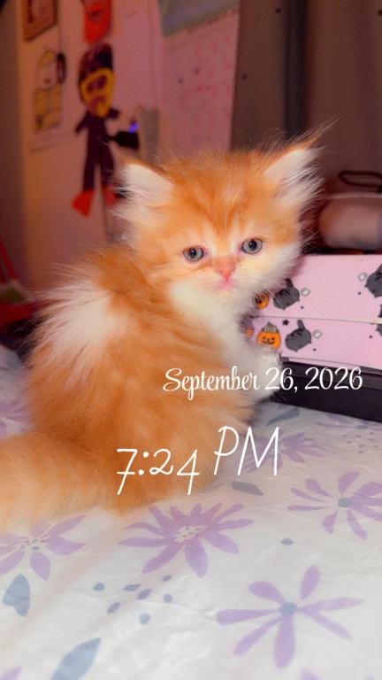 Persian Babies Available photo 78