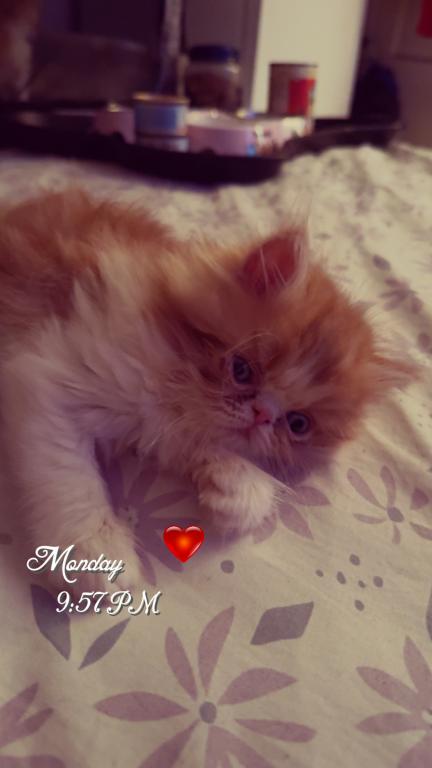 Persian Babies Available photo 111