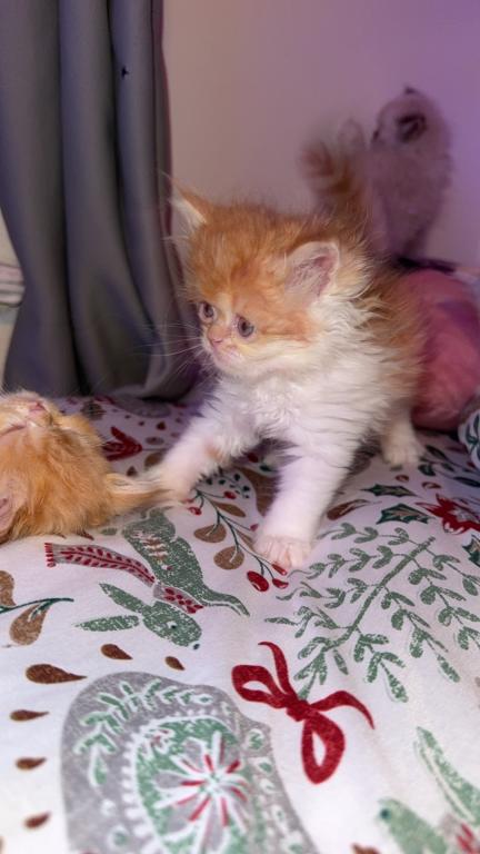 Persian Babies Available photo 26