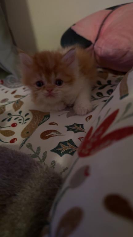 Persian Babies Available photo 37