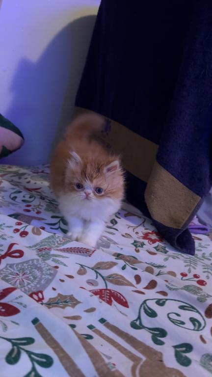 Persian Babies Available photo 64