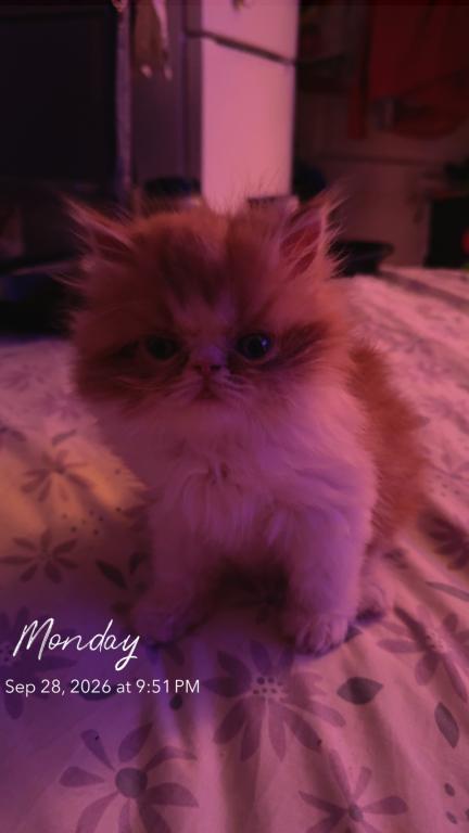 Persian Babies Available photo 102