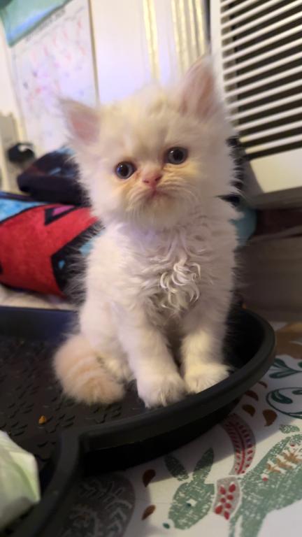 Persian Babies Available photo 12