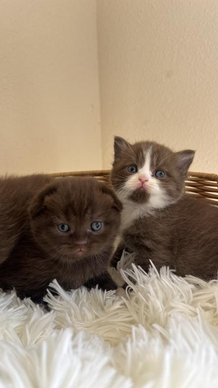 Adorable Chocolate Scottish Kittens photo 4