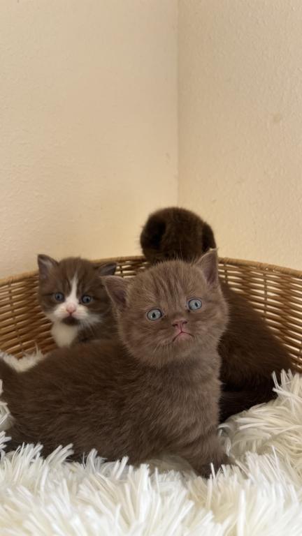 Adorable Chocolate Scottish Kittens photo 2