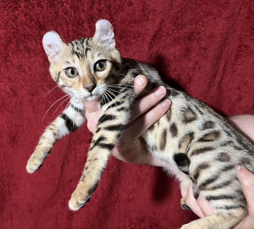 Princess Leia Kitty photo 3