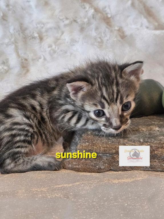 Miss Sunshine photo 1