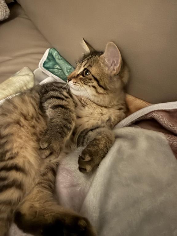 Available Cat photo 3