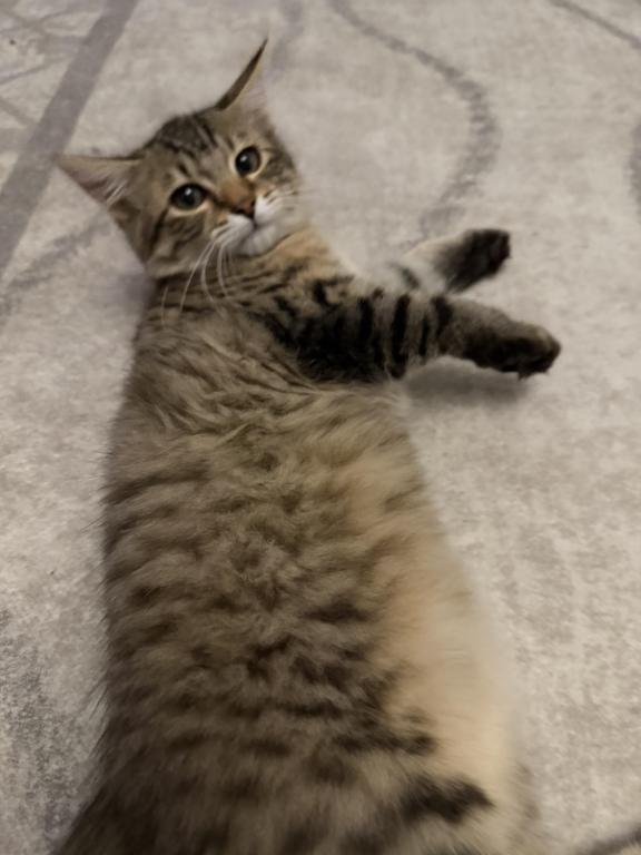 Available Cat photo 2