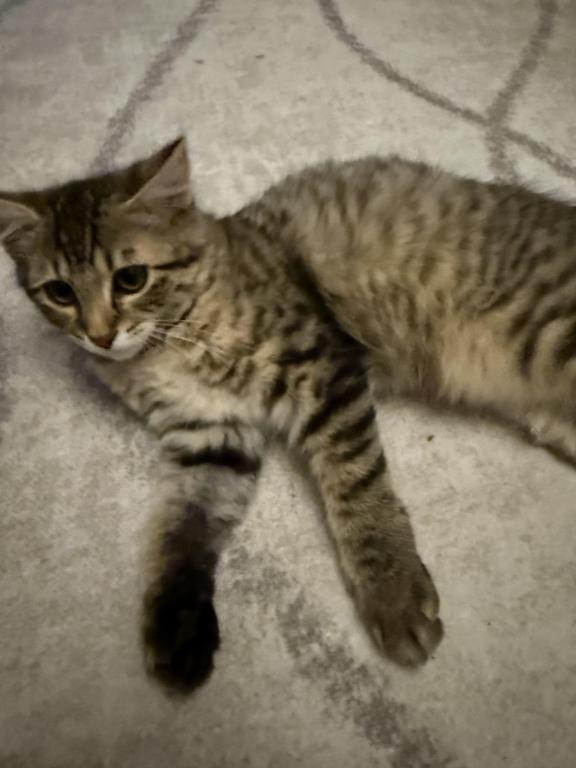 Available Cat photo 4