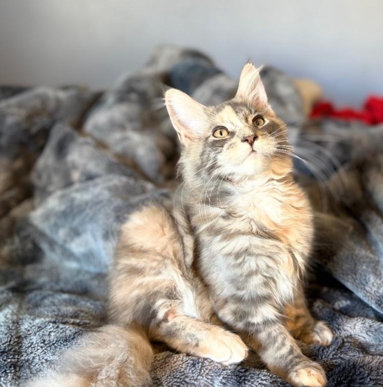 Blue Cream Tortie photo 9
