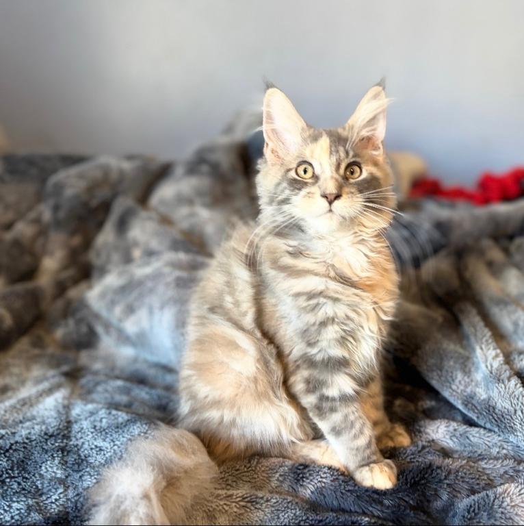 Blue Cream Tortie photo 1