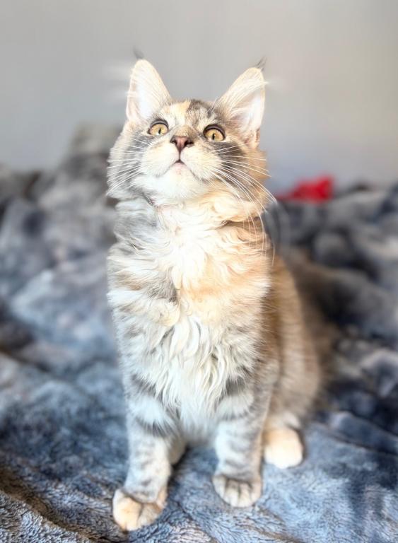 Blue Cream Tortie photo 5