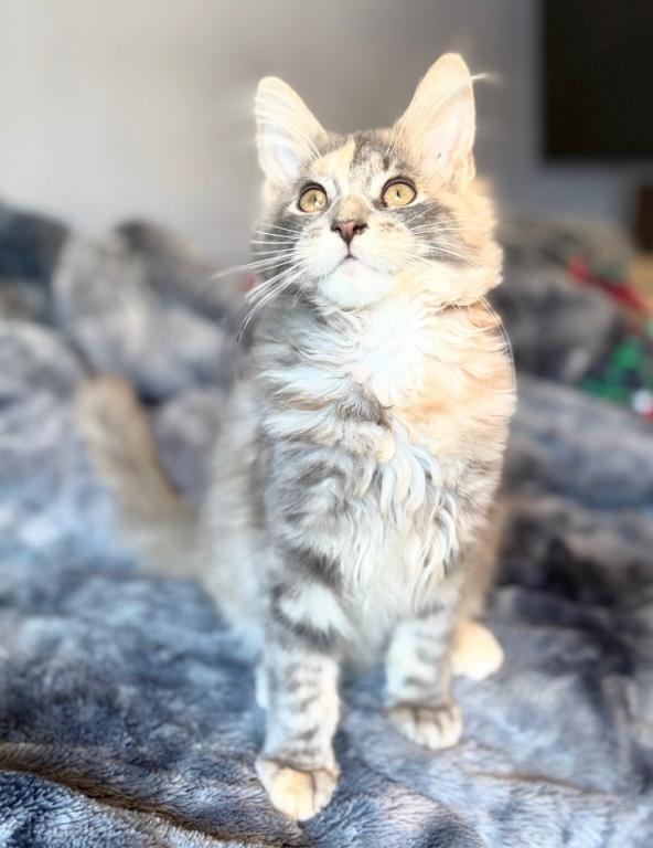 Blue Cream Tortie photo 8