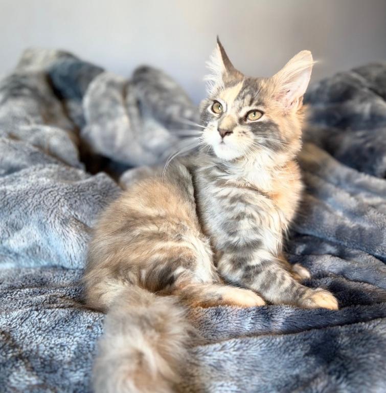 Blue Cream Tortie photo 6
