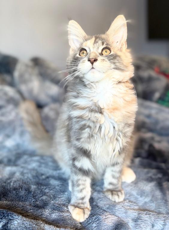 Blue Cream Tortie photo 3