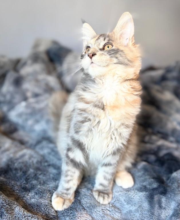 Blue Cream Tortie photo 7