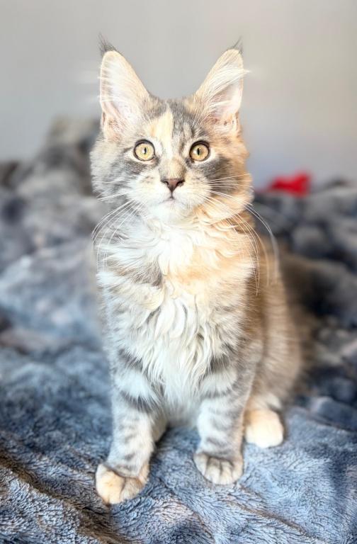 Blue Cream Tortie photo 4