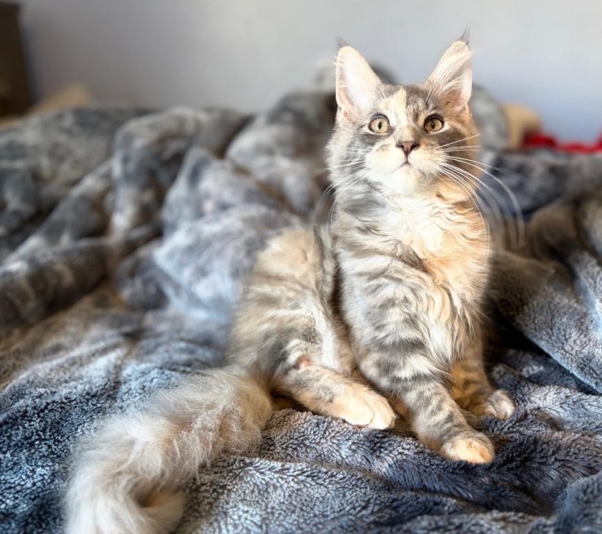 Blue Cream Tortie photo 10