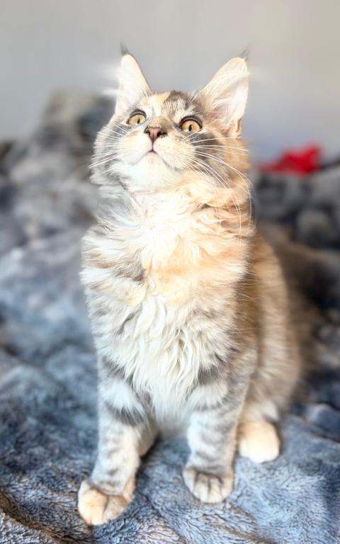 Blue Cream Tortie photo 2