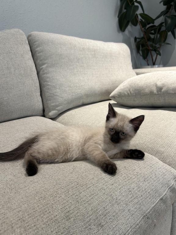 White Male Kitten