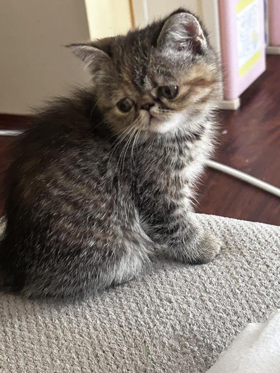 CFA Exotic Persian SH  Female photo 1