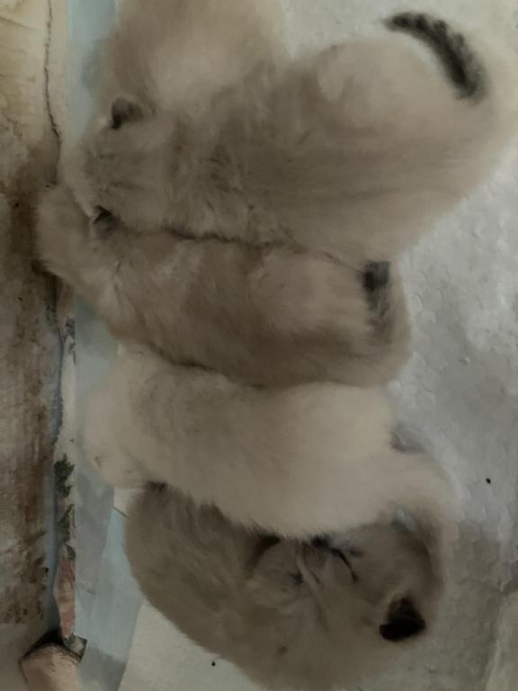 Seal Points photo 1