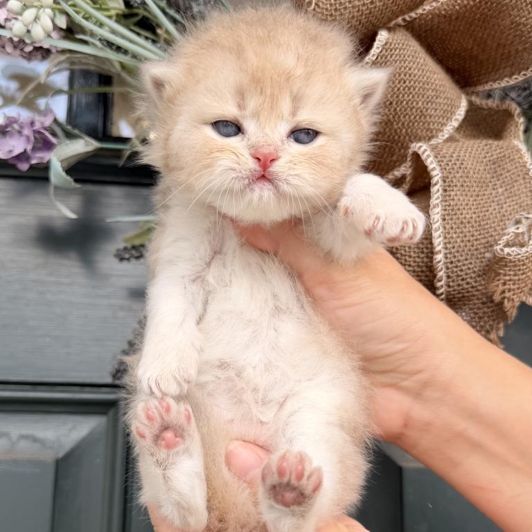 British Kittens photo 11