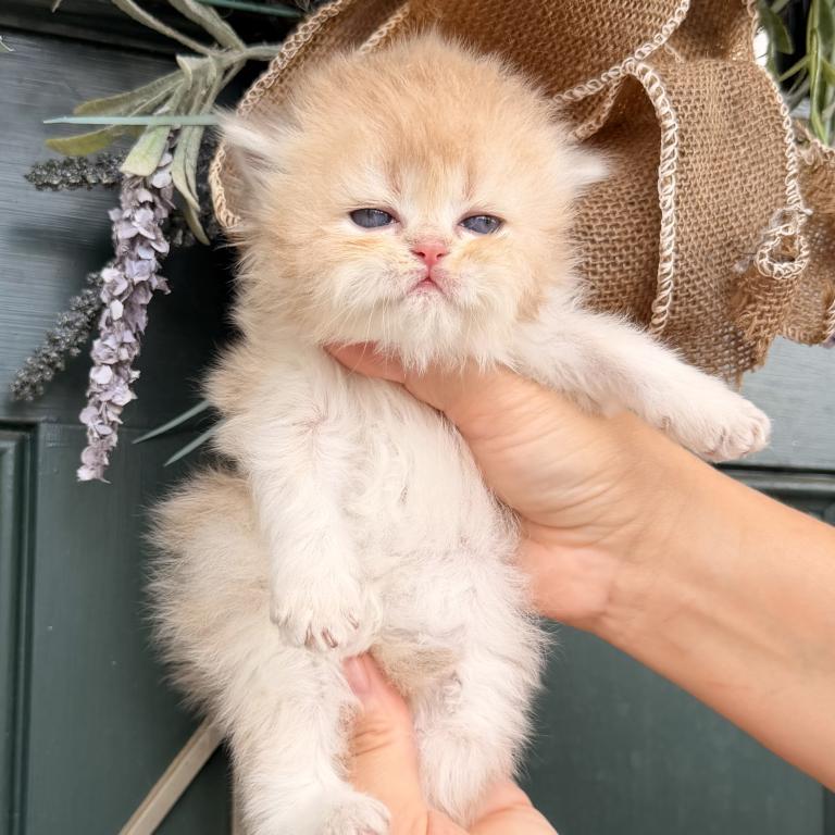 British Kittens photo 13