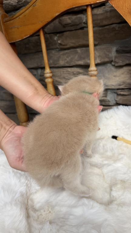 British Kittens photo 8