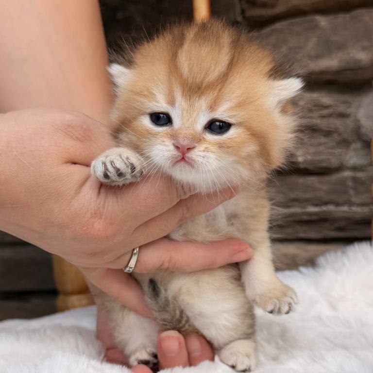 British Kittens photo 6