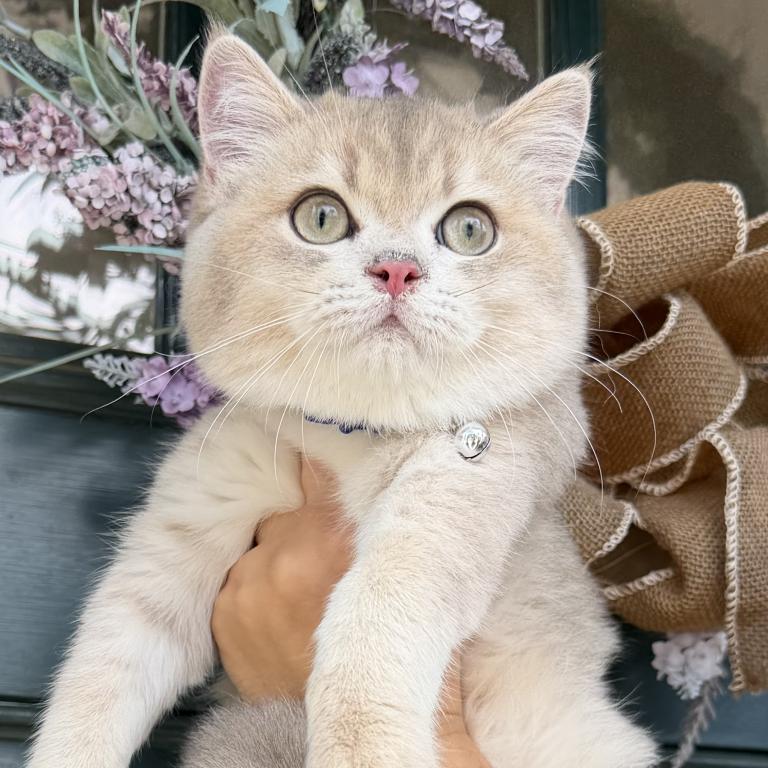 British Kittens photo 16
