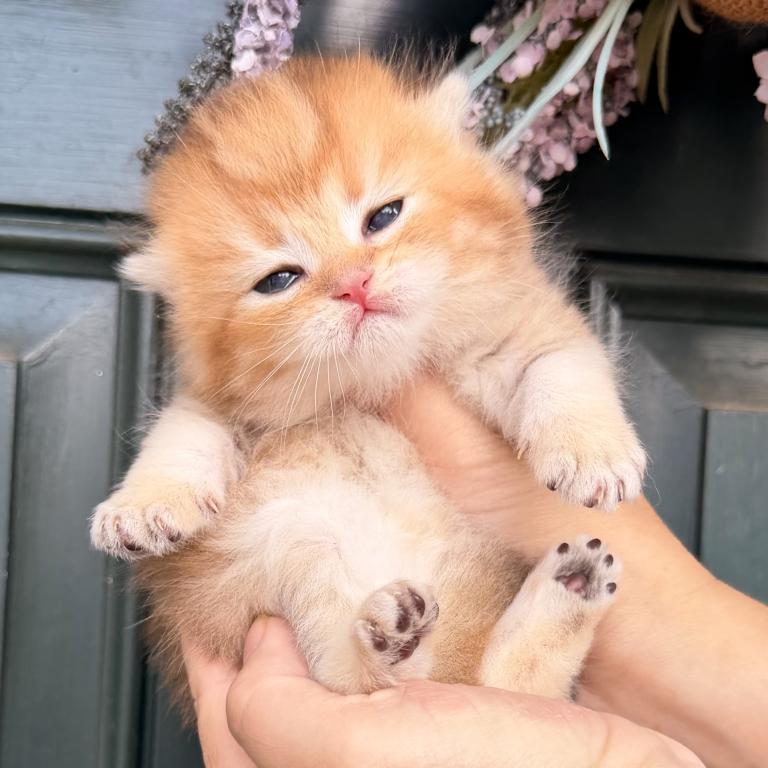 British Kittens photo 5