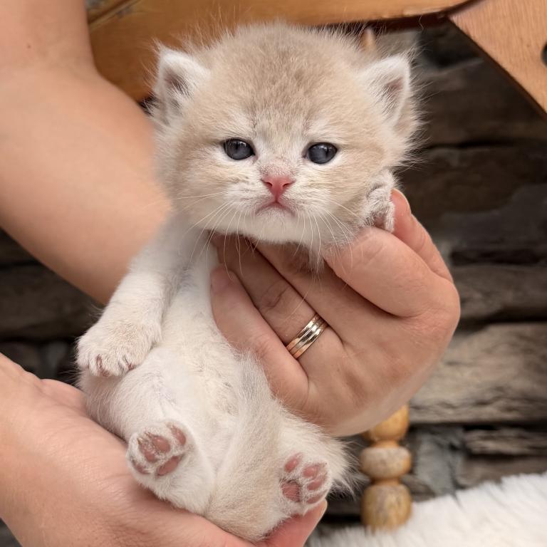 British Kittens photo 9