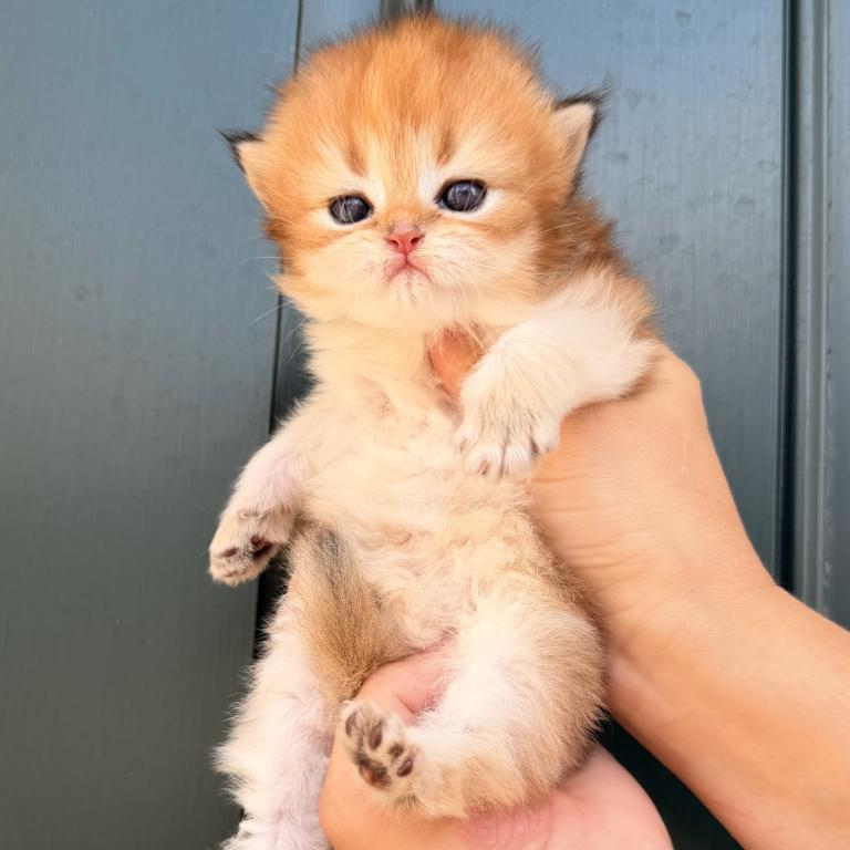 British Kittens photo 2