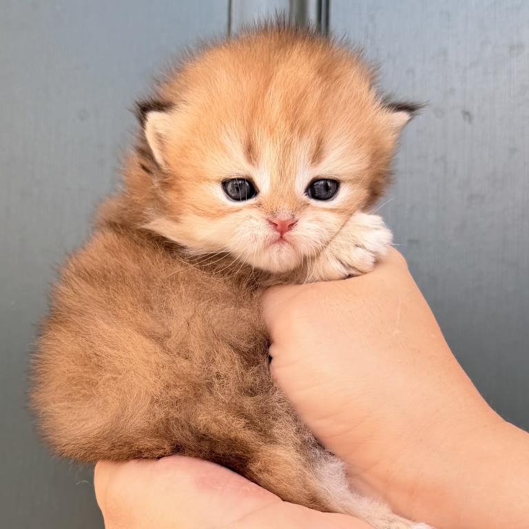 British Kittens photo 3