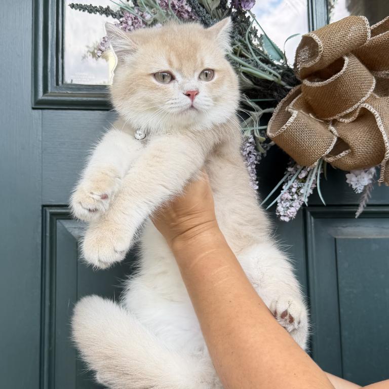 British Kittens photo 1