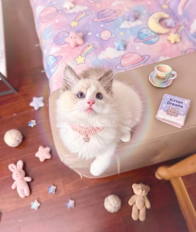Miya photo 1