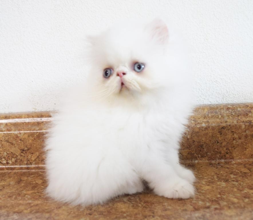 Persian Jewel 5 photo 1