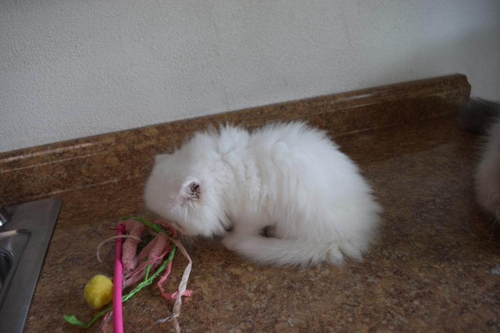 Persian Jewel 5 photo 3