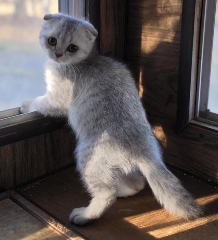 Cinnamon photo 3